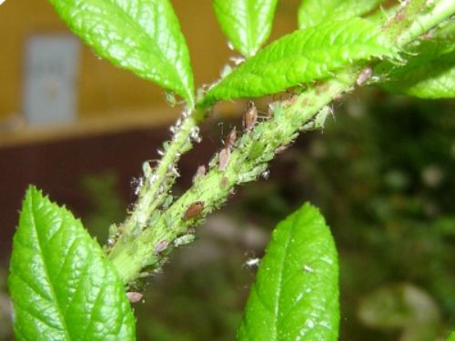 Deltam Ogród 100ml dawniej Decis owadobójczy na Arena.pl