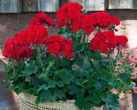 Pelargonia rabatowa kolor czerwony karminowy Pelargonium Zonale  MoonLight® Tumbao