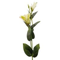 Eustoma pojedyncza zielono różowa 6 szt