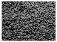 14kg Słonecznik czarny nie łuskany ziarno na zimę karmnik dla ptaków Champi