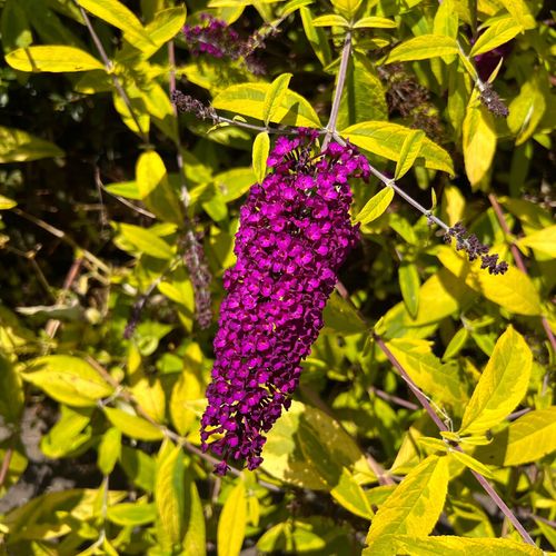 Budleja Dawida 'Santana' (Buddleja davidii) Doniczka 2.0L na Arena.pl
