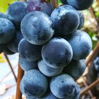 Winorośl 'Alwood' (Vitis) w doniczkach P9, wysokość 50-70 cm