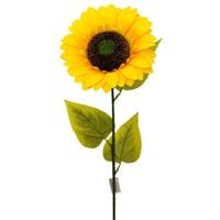 Słonecznik pojedynczy