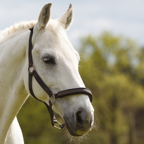 Krem do skór Derby Ledercreme 250 ml dla koni na Arena.pl