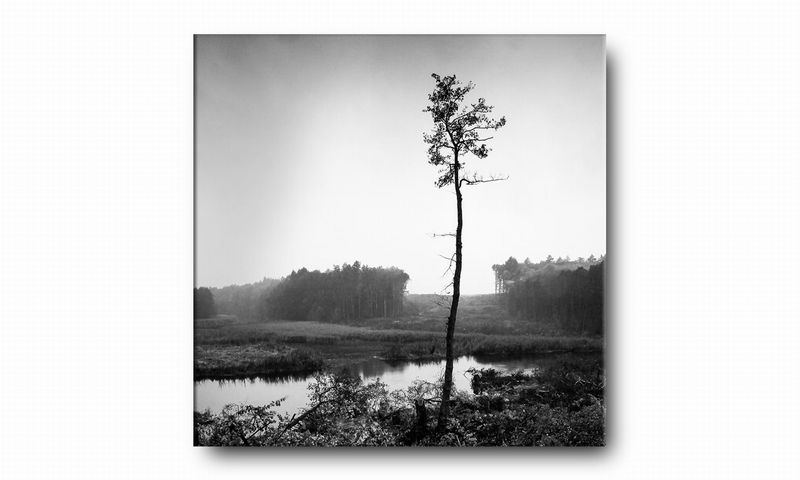 OBRAZ NA PŁÓTNIE 093 Sosna 70x70cm zdjęcie 2