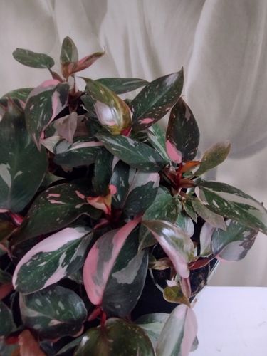 PHILODENDRON 'Pink Princess Marble' Filodendron różowy na Arena.pl