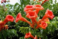 MILIN AMERYKAŃSKI SZCZEPIONY Gabor - sadzonki 80 / 100 cm