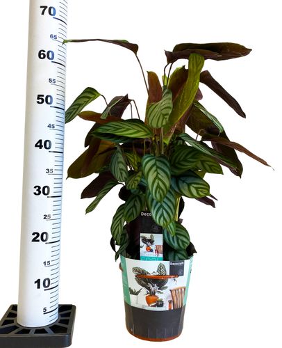 Kalatea Calathea CTENANTHE COMPACTSTAR 65cm na Arena.pl