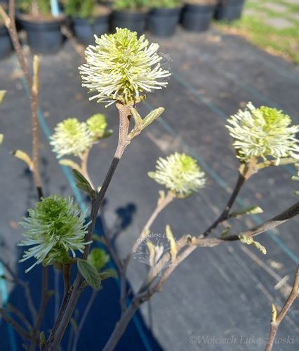 Fotergilla Blue Shadow rzadko spotykana odmiana na Arena.pl