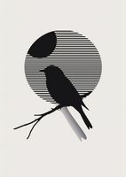 Plakat 67,5x95cm Kontrast Smukłości