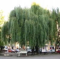 GK WIERZBA BIAŁA PŁACZĄCA 120-150 CM. SALIX ALBA