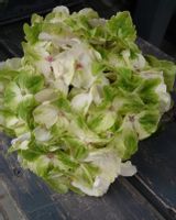 Hortensja ogrodowa Magical EMERALD ZMIENIA KOLORY