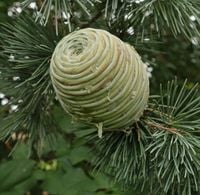 CEDR ATLASKI GLAUCA CEDRUS - sadzonki w doniczkach