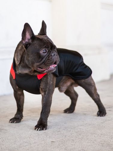 Chaba Ubranko Regulowane Wear Magnifique Xl Czerwone na Arena.pl