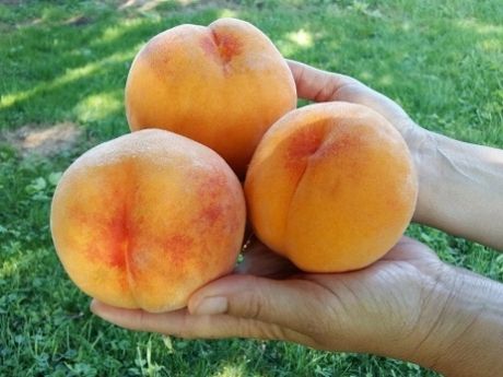 Nawóz Mikoryza do Drzew i Krzewów Owocowych 500ml na Arena.pl