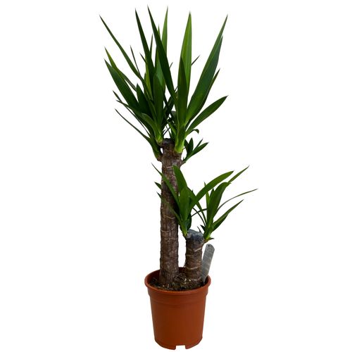 JUKA JUKKA (JUCA YUCCA) 80cm na Arena.pl