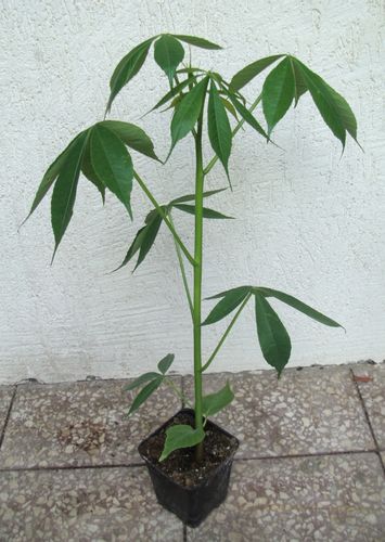 BOMBAX MALABARICUM - sadzonki w doniczkach na Arena.pl