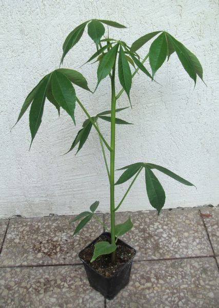 BOMBAX MALABARICUM - sadzonki w doniczkach zdjęcie 3