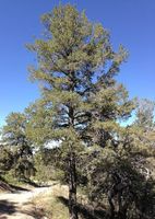 SOSNA GIĘTKA Pinus flexilis - NASIONA 100 sztuk - 10g.