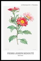 Plakat 40x60cm Design Red Aster, Redoute Vintage do Salonu