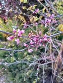 Judaszowiec kanadyjsk-Cercis canadensis