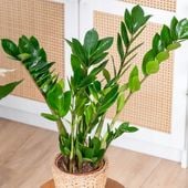 Zamioculcas Zamiifolia DUŻY OKAZ -Żelazna Roślina - Zamiokulkas