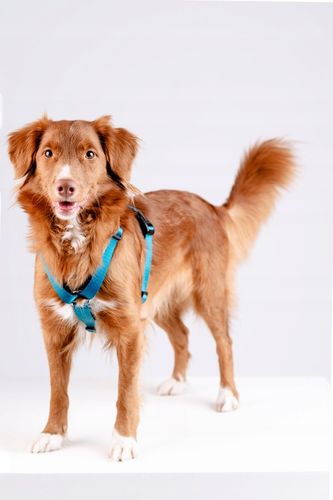 Lekkie Szelki dla Średniego Psa GUARD Bezuciskowe Regulowane Solidne r. M na Arena.pl