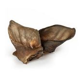 100% Ucho dzika - zdrowy gryzak dla psa z dużą ilością kolagenu Balto 1szt