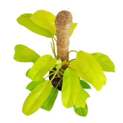 FILODENDRON MALEY GOLD  40cm na Arena.pl