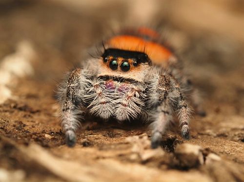 SAMICA Skakun Królewski Phidippus regius SOROA L6/L7 +SIATKA GRATIS skakuny na Arena.pl