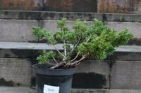 Jałowiec chiński Shimpaku - Juniperus chinensis