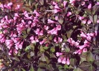 P9 KRZEWUSZKA CUDOWNA WEIGELA NANA PURPUREA