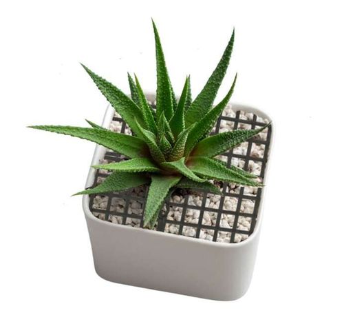 Osłona ochrona doniczki przed kotem psem regulowana kwadratowa M 11-30cm na Arena.pl