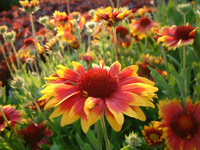 GAILARDIA Kobold - sadzonki 10 / 20 cm