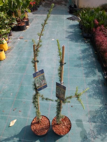 Cedr libański Glauca Pendula 100-120cm 4L zdjęcie 7