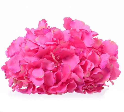 Hortensja wyrobowa na Arena.pl