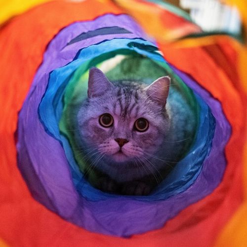 ZABAWKA TUNEL DLA KOTA SZELESZCZĄCY DŁUGI TUNEL DLA KOTA Z ZABAWKAMI XXL na Arena.pl