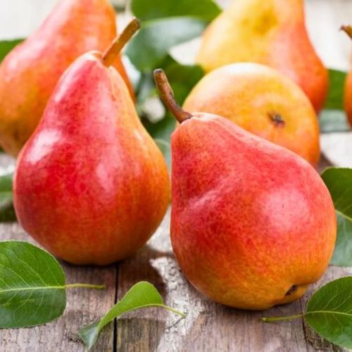 GRUSZA KRÓLEWSKA  słodkawo - winna - sadzonki 50 / 90 cm na Arena.pl