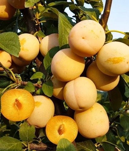 Śliwa RENKLODA ULENA POPULARNA Sadzonka z gołym korzeniem DUŻE JĘDRNE na Arena.pl