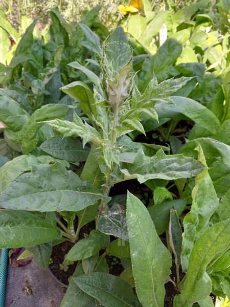 Przegorzan sadzonka rabata bylina suchy bukiet zdjęcie 4