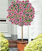 HIBISKUS NA PNIU TOWER PURPLE 100-130 CM