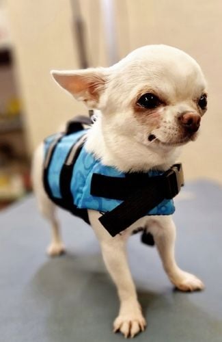 KAMIZELKA RATUNKOWA DLA PSA do WODY KAPOK do PŁYWANIA ODBLASK NIEBIESKA r S na Arena.pl