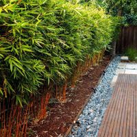 product-compare-56919581