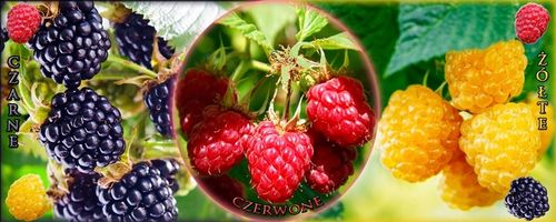 MALINA - LASZKA WCZESNA - SMACZNA PAKIET 10 MALIN na Arena.pl