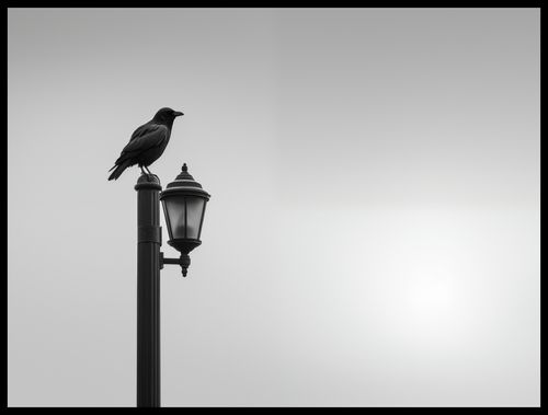 Plakat 80x60cm Samotny Postój Kruka na Arena.pl