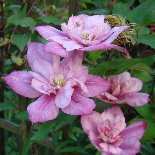 Powojnik Clematis Innocent Glance ® C2 E na Arena.pl
