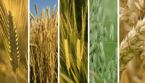 Chwastox Extra 300SL 5L chwasty w zbożach na Arena.pl