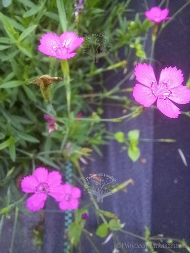 Goździk kropkowany sadzonka bylina skalniak murki na Arena.pl