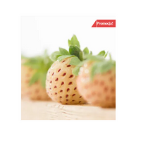 TROPIKALNA ANANASOWA TRUSKAWKA odmiana PINEBERRY, 10 szt. sadzonek