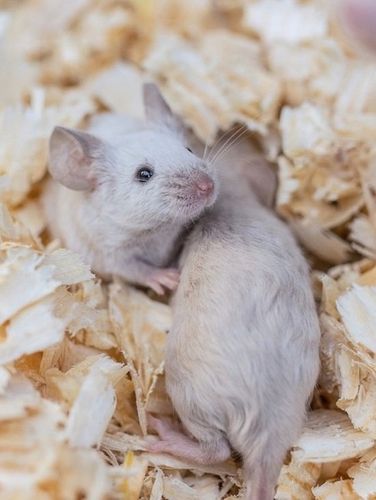 Bezpyłowe trociny ProBioBED Plus dla gryzoni jeży kur koni królika - 250 l na Arena.pl